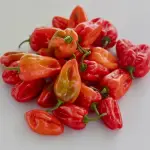 Piment rouge frais