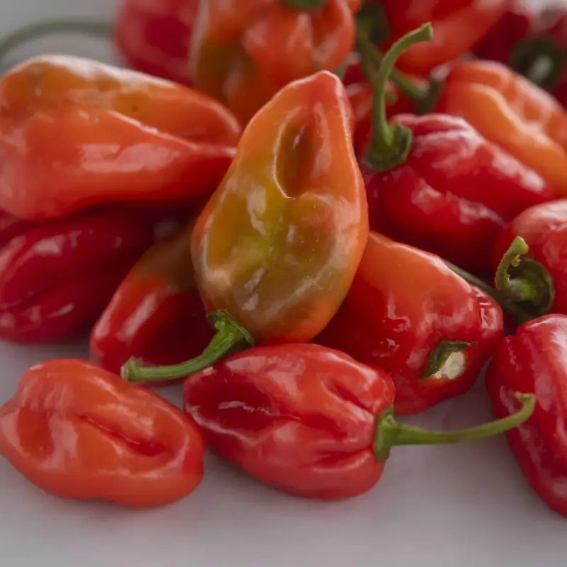 Piment rouge frais