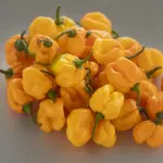 Piment jaune frais